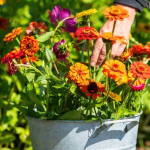 Emmer verse bloemen - groot