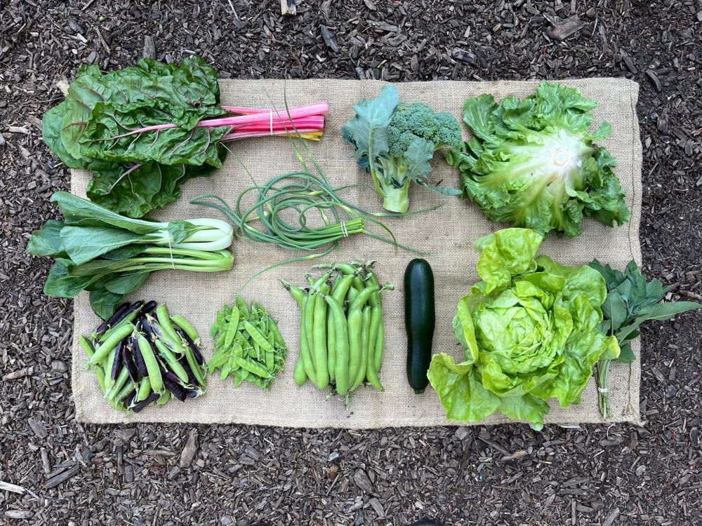 Oogstaandeel Coöperij juni