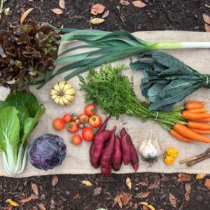 Oogstaandeel Coöperij oktober